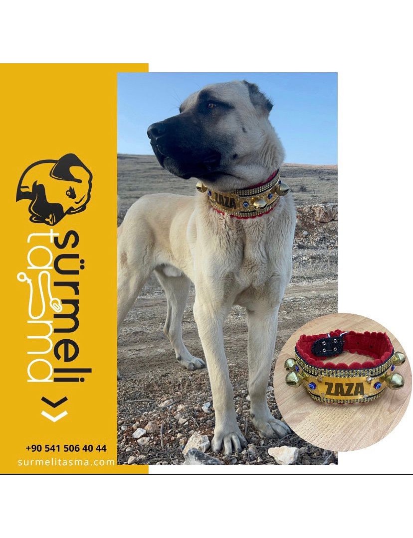 İsteğinize Özel İsimli Hakiki Deri Kangal Köpek Tasması Zilli Boyunluk 1. Sınıf