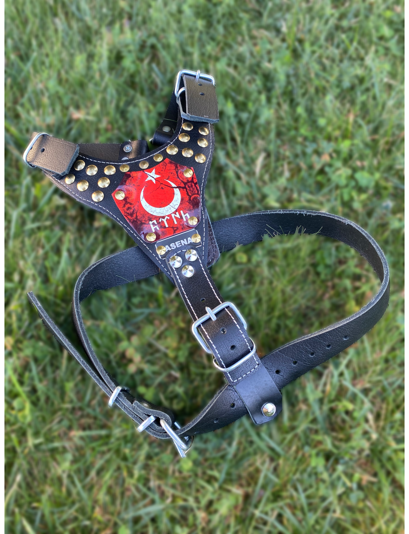 Yavru Kangal Gladyatör Göğüsten Hakiki Deri Köpek Tasması