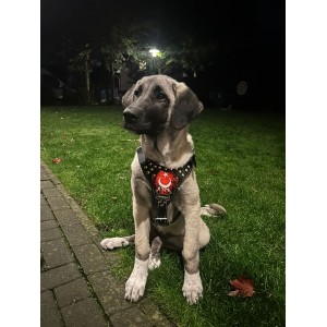 Yavru Kangal Göğüs Tasması Hakiki Deri Ayarlanabilir İsteğinize Özel İsimli