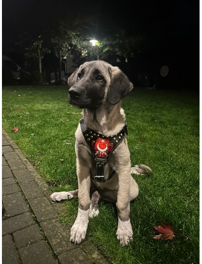 Yavru Kangal Göğüs Tasması Hakiki Deri Ayarlanabilir İsteğinize Özel İsimli