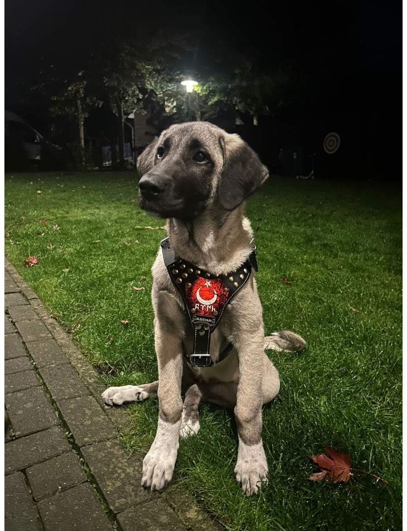 Yavru Kangal Göğüs Tasması Hakiki Deri Ayarlanabilir İsteğinize Özel İsimli