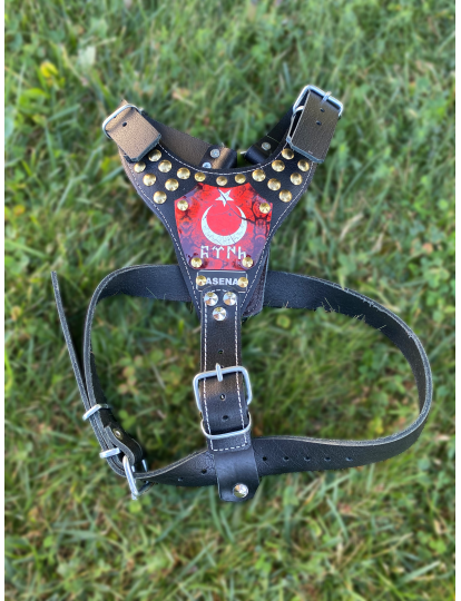 Yavru Kangal Gladyatör Göğüsten Hakiki Deri Köpek Tasması