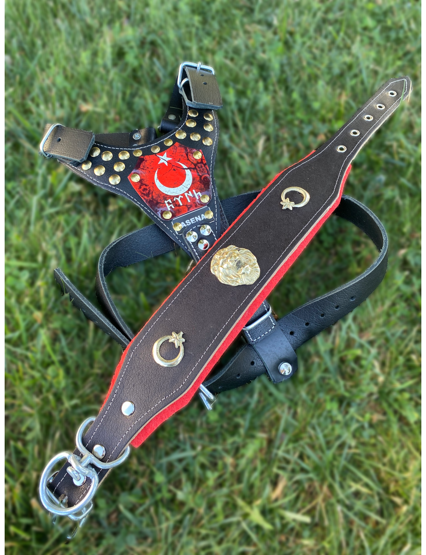 Yavru Kangal Gladyatör Köpek Tasma Seti Hakiki Deri Göğüslük Boyunluk 1. Sınıf
