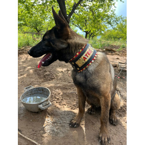 İsteğinize Özel İsimli Köpek Boyun Tasması Hakiki Manda Derisi 60 Cm