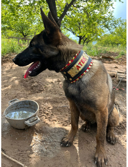 İsteğinize Özel İsimli Köpek Boyun Tasması Hakiki Manda Derisi 60 Cm