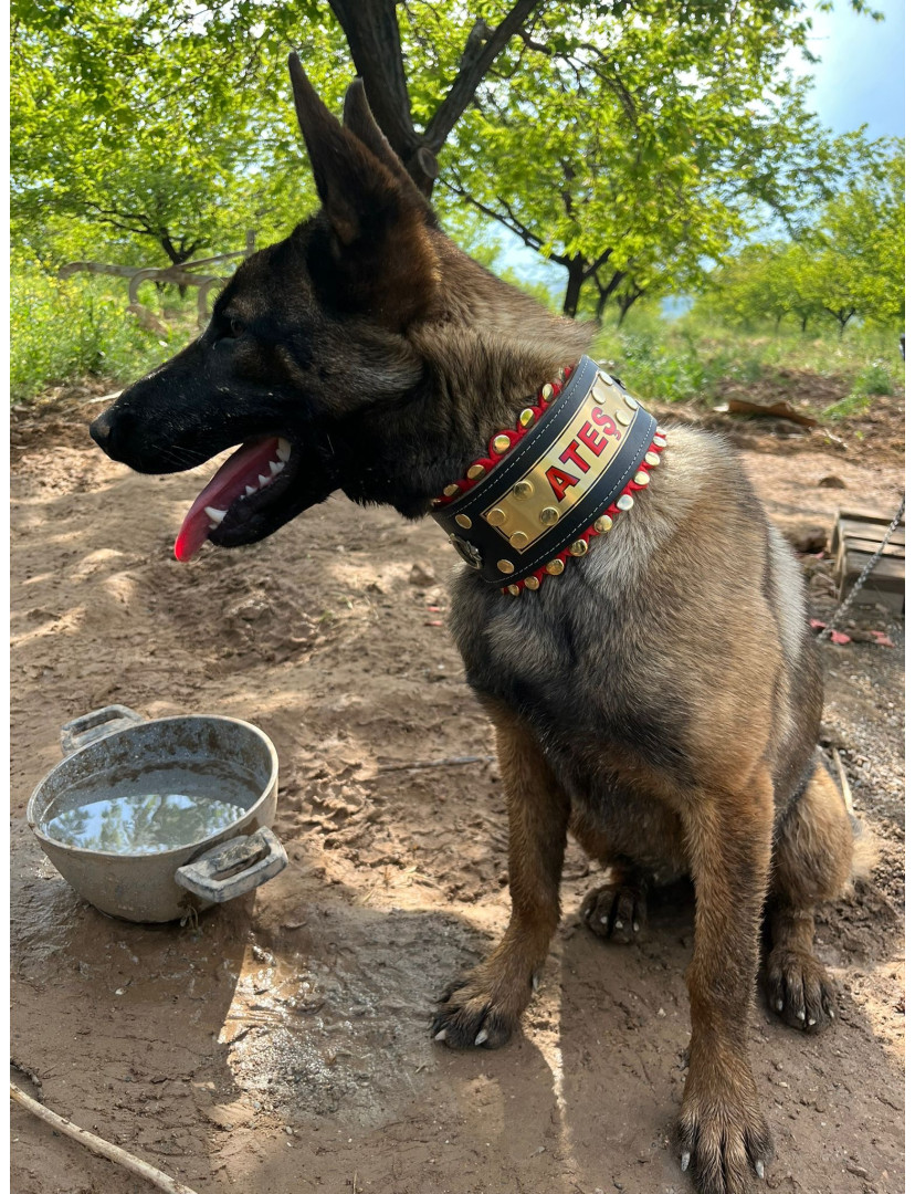 İsteğinize Özel İsimli Köpek Boyun Tasması Hakiki Manda Derisi 60 Cm