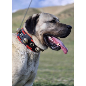 Kangal Köpek Tasması Hakiki Manda Derisi 5 Büyük Zilli