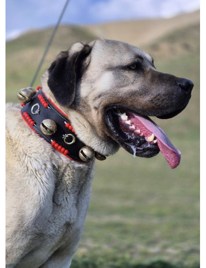 Kangal Köpek Tasması Hakiki Manda Derisi 5 Büyük Zilli