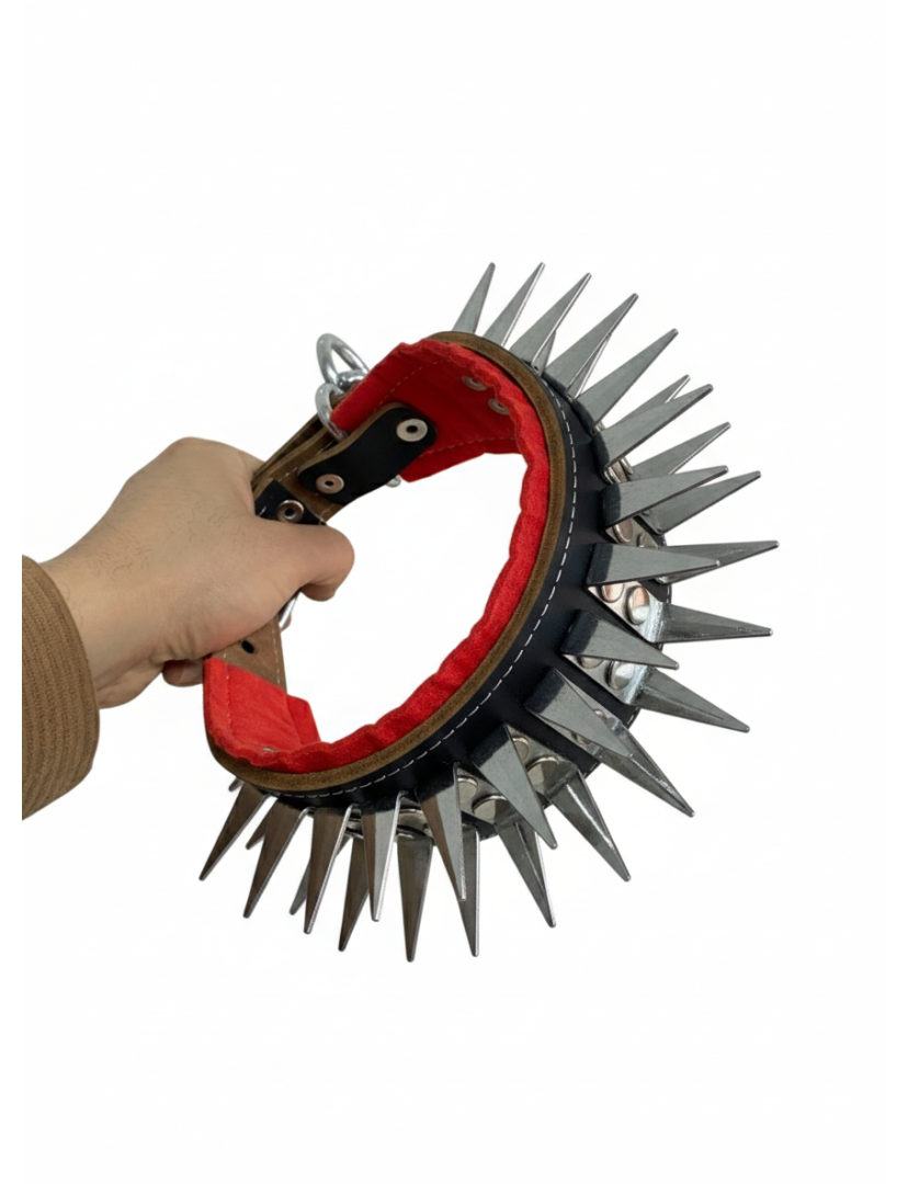 Yavru Kangal Çoban Tasması 60 Cm Hakiki Manda Derisi