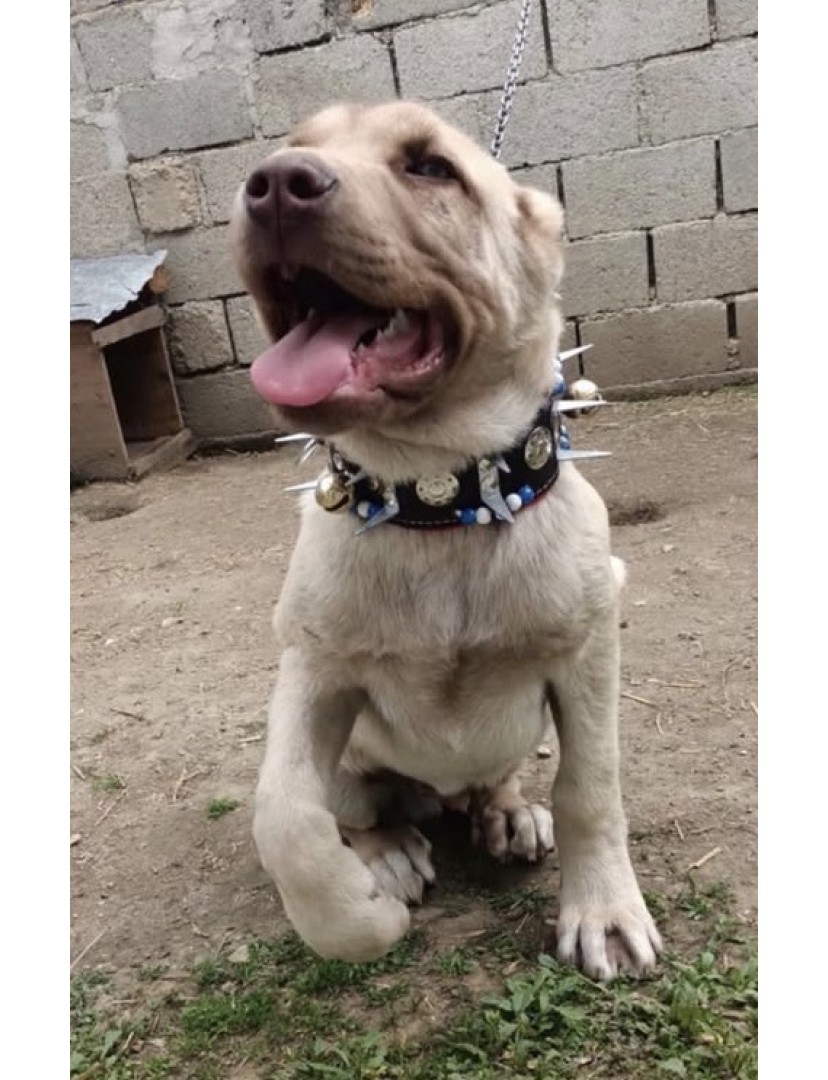 Yavru Kangal Çoban Tasması Dikenli 2 Zilli Hakiki Manda Derisi