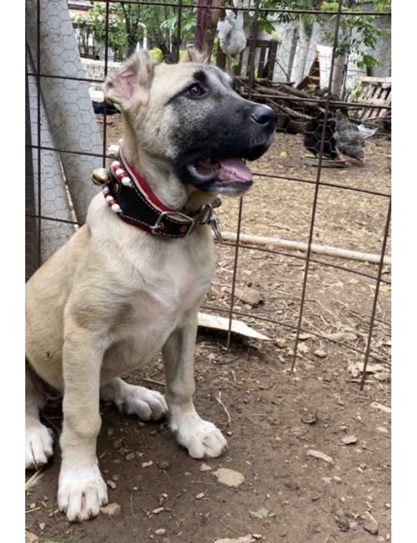 Yavru Kangal Tasması 2 Zilli Hakiki Manda Derisi Kırmızı Beyaz Boncuklu