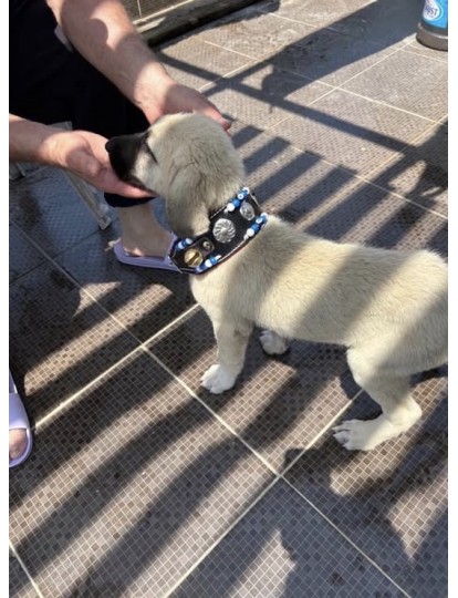 Yavru Kangal Köpek Tasması 2 Zilli 60 Cm