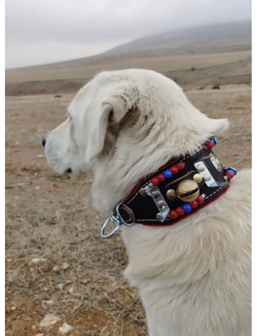 Yavru Kangal Çoban Köpek Tasması Hakiki Deri 2 Zilli 1. Sınıf