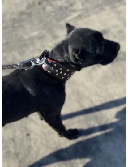 Cane Corso Tasması Hakiki Deri 60 Cm Siyah