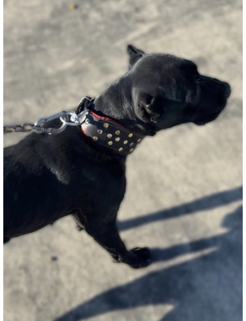 Cane Corso Tasması Hakiki Deri 60 Cm Siyah