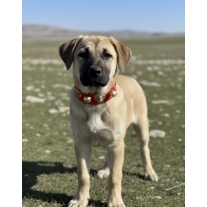 Hakiki Manda Derisi Yavru Kangal Tasması Kırmızı Çift Zilli Ayarlanabilir