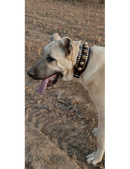 10 Zilli Kangal Köpek Tasması Hakiki Manda Derisi 1. Sınıf 