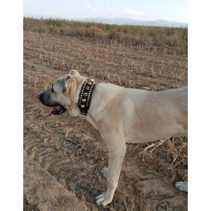 10 Zilli Kangal Köpek Tasması Hakiki Manda Derisi 1. Sınıf 