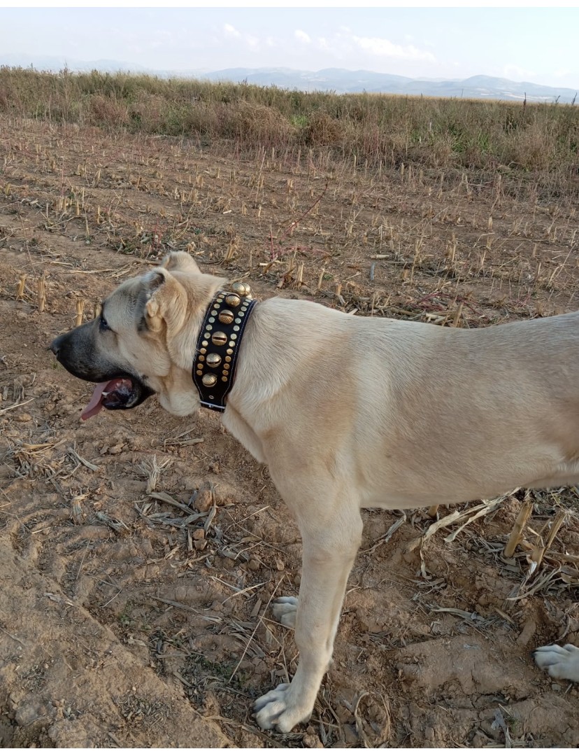 10 Zilli Kangal Köpek Tasması Hakiki Manda Derisi 1. Sınıf 