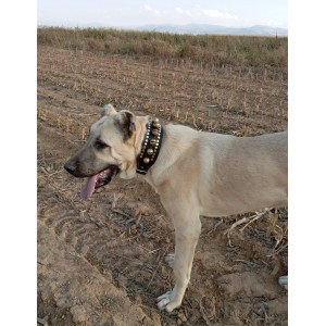 10 Zilli Kangal Köpek Tasması Hakiki Manda Derisi 1. Sınıf 