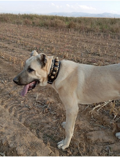 10 Zilli Kangal Köpek Tasması Hakiki Manda Derisi 1. Sınıf 