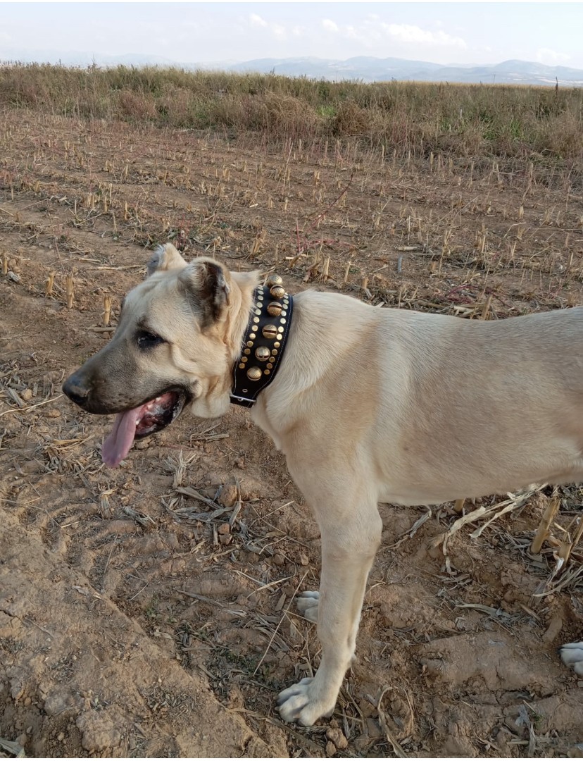10 Zilli Kangal Köpek Tasması Hakiki Manda Derisi 1. Sınıf 