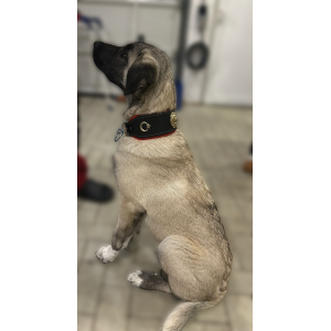 Yavru Kangal Köpek Tasması 60 Cm Hakiki Deri