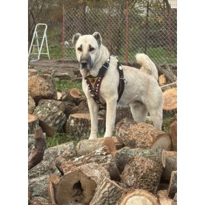 Gladyatör Göğüsten Kangal Tasması Kangal Göğüslük