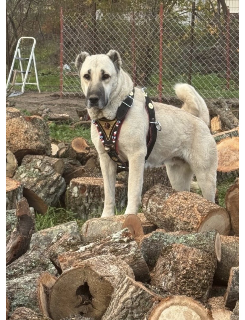 Gladyatör Göğüsten Kangal Tasması Kangal Göğüslük