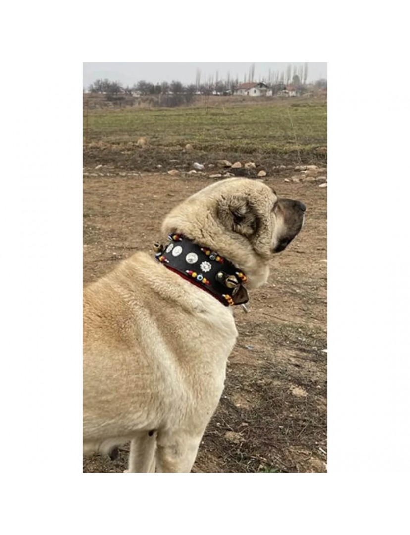 Zilli Geniş Kangal Köpek Tasması Hakiki Deri