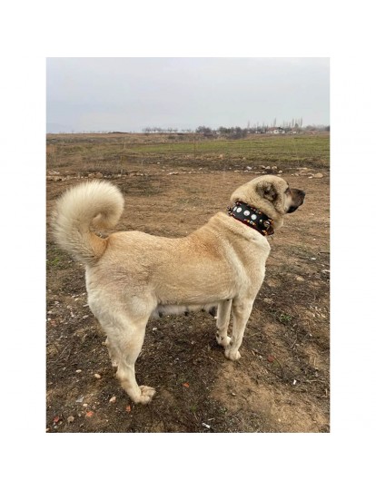 Zilli Geniş Kangal Köpek Tasması Hakiki Deri