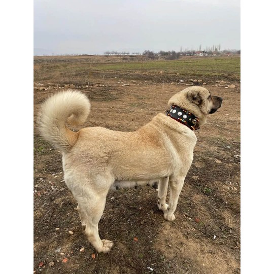 Zilli Geniş Kangal Köpek Tasması Hakiki Deri