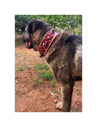 4 Zilli Geniş Deri Kangal Köpek Tasması Kırmızı