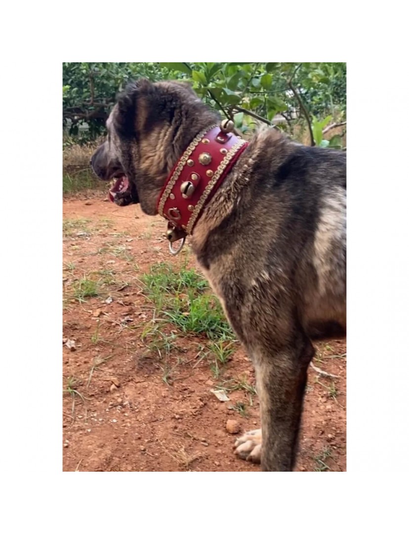 4 Zilli Geniş Deri Kangal Köpek Tasması Kırmızı