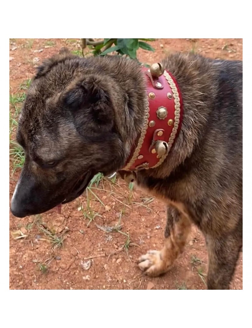 4 Zilli Geniş Deri Kangal Köpek Tasması Kırmızı