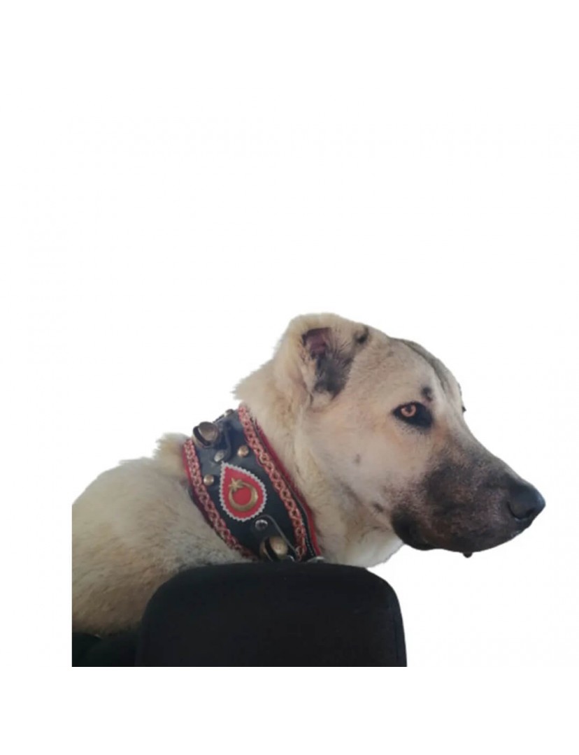 4 Zilli Deri Kangal Köpek Tasması