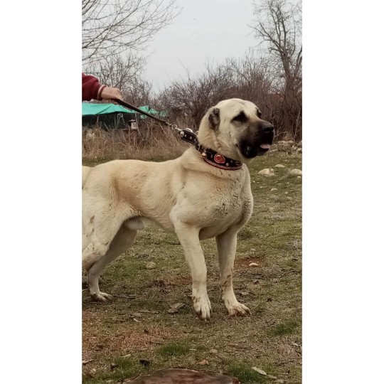 4 Zilli Deri Kangal Köpek Tasması