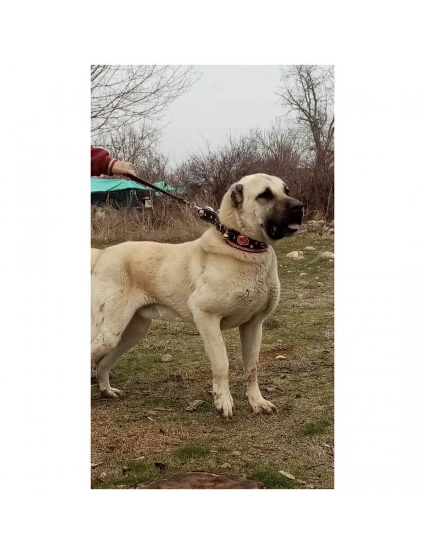 4 Zilli Deri Kangal Köpek Tasması