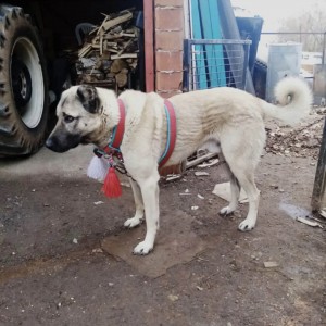 Belden Kangal Köpek Tasması Çift Kat Palaska 1. Sınıf