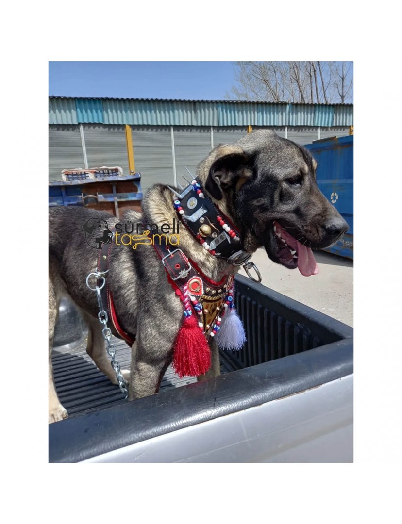 Kangal Çoban Gladyatör Köpek Tasma Seti Deri
