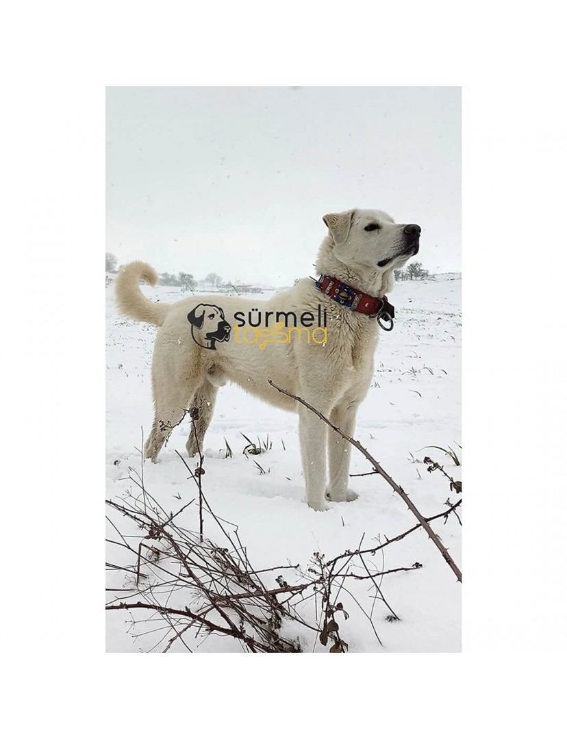 Deri Kangal Köpek Tasması Çoban 2 Zilli