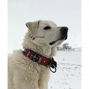 Deri Kangal Köpek Tasması Çoban 2 Zilli