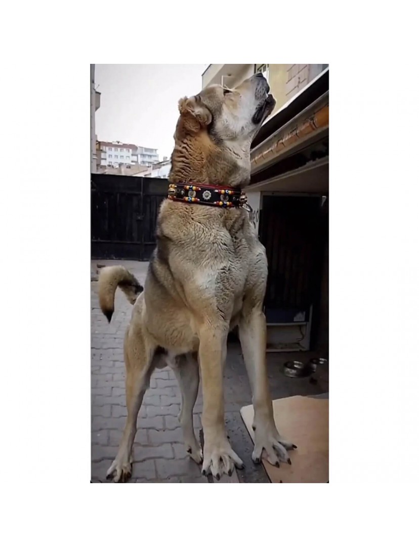 Deri Kangal Köpek Tasması 2 Zilli