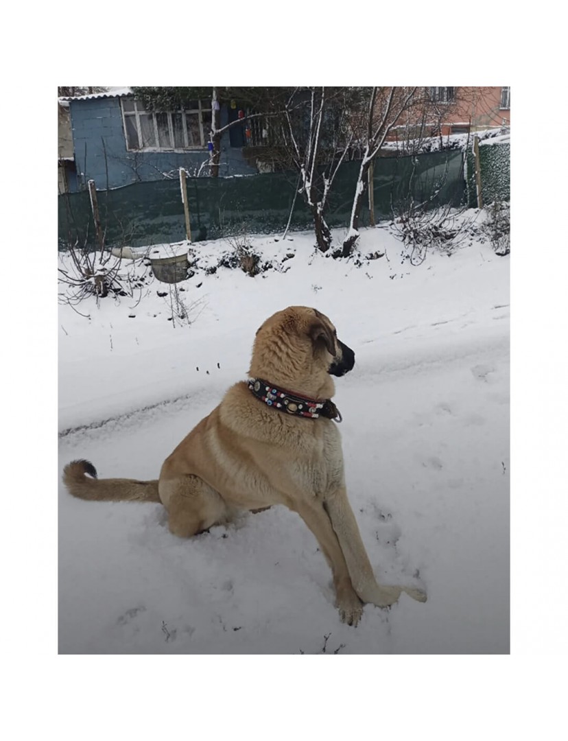 Deri Kangal Köpek Tasması 2 Zilli