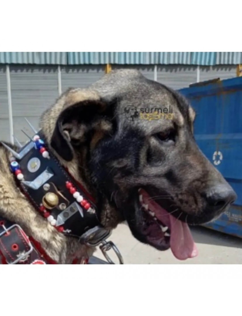 Geniş Kangal Çoban Köpek Tasması 2 Zilli Hakiki Manda Derisi