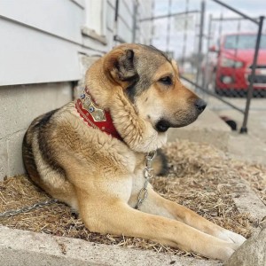 Kangal Köpek Tasması Özel Boncuk Tasarım