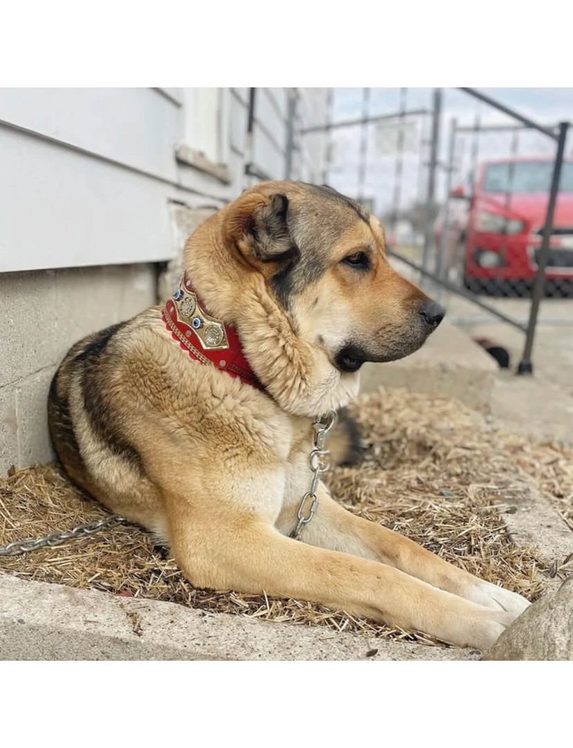 Kangal Köpek Tasması Özel Boncuk Tasarım