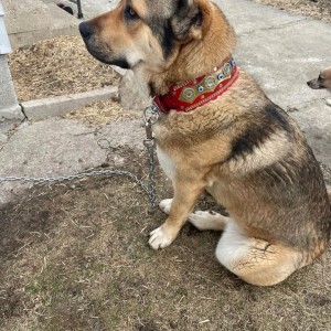 Kangal Köpek Tasması Özel Boncuk Tasarım