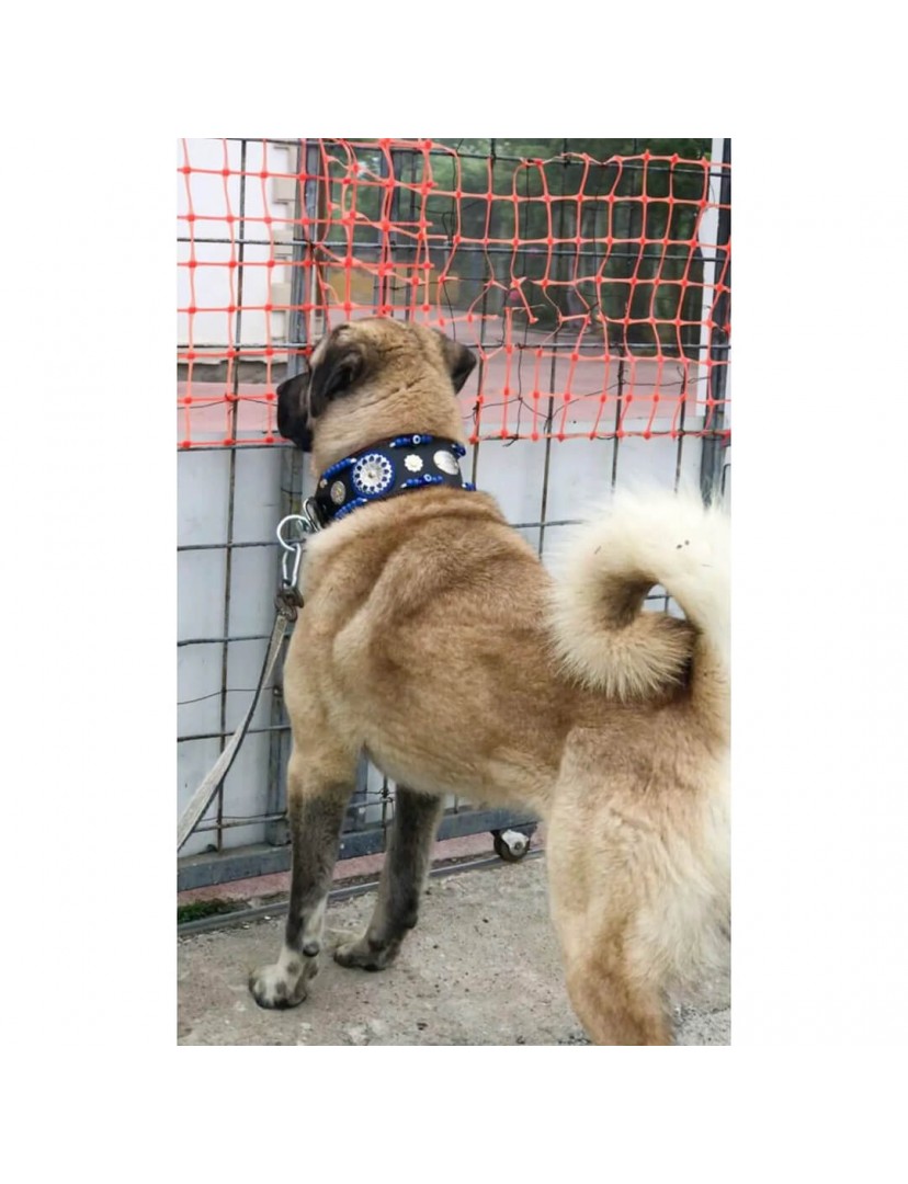 Geniş Hakiki Deri Köpek Boyun Tasması 1. Sınıf