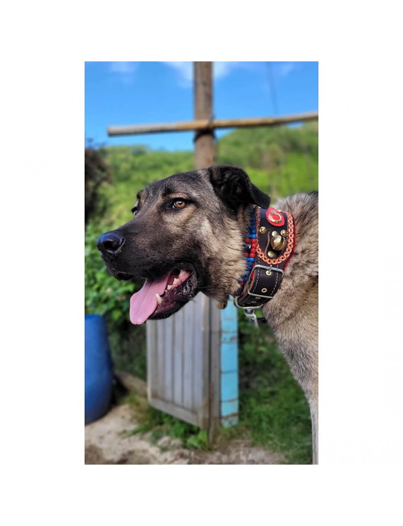 4 Zilli Geniş Deri Kangal Köpek Tasması Siyah 1. Sınıf